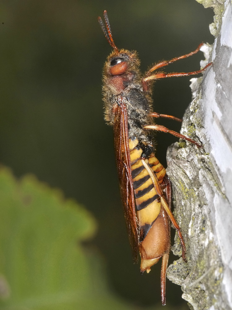 Tremex fuscicornis (Siricidae) in deposizione